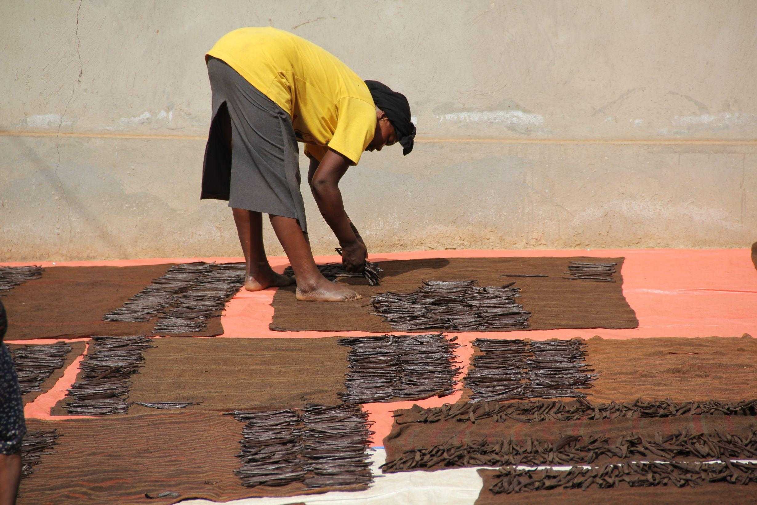 Uganda, curing the vanilla pods